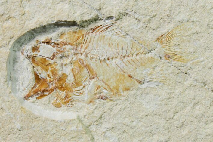 Cretaceous Fossil Fish (Stichocentrus) - Lebanon #162732